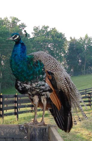 Peacock