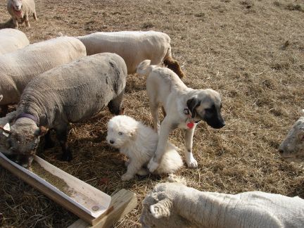 bella guarding sheep