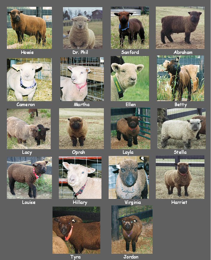 The Foundation Flock