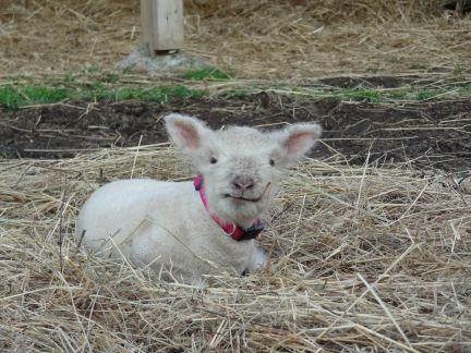 sweet potato