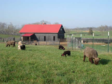 Barn with sheep